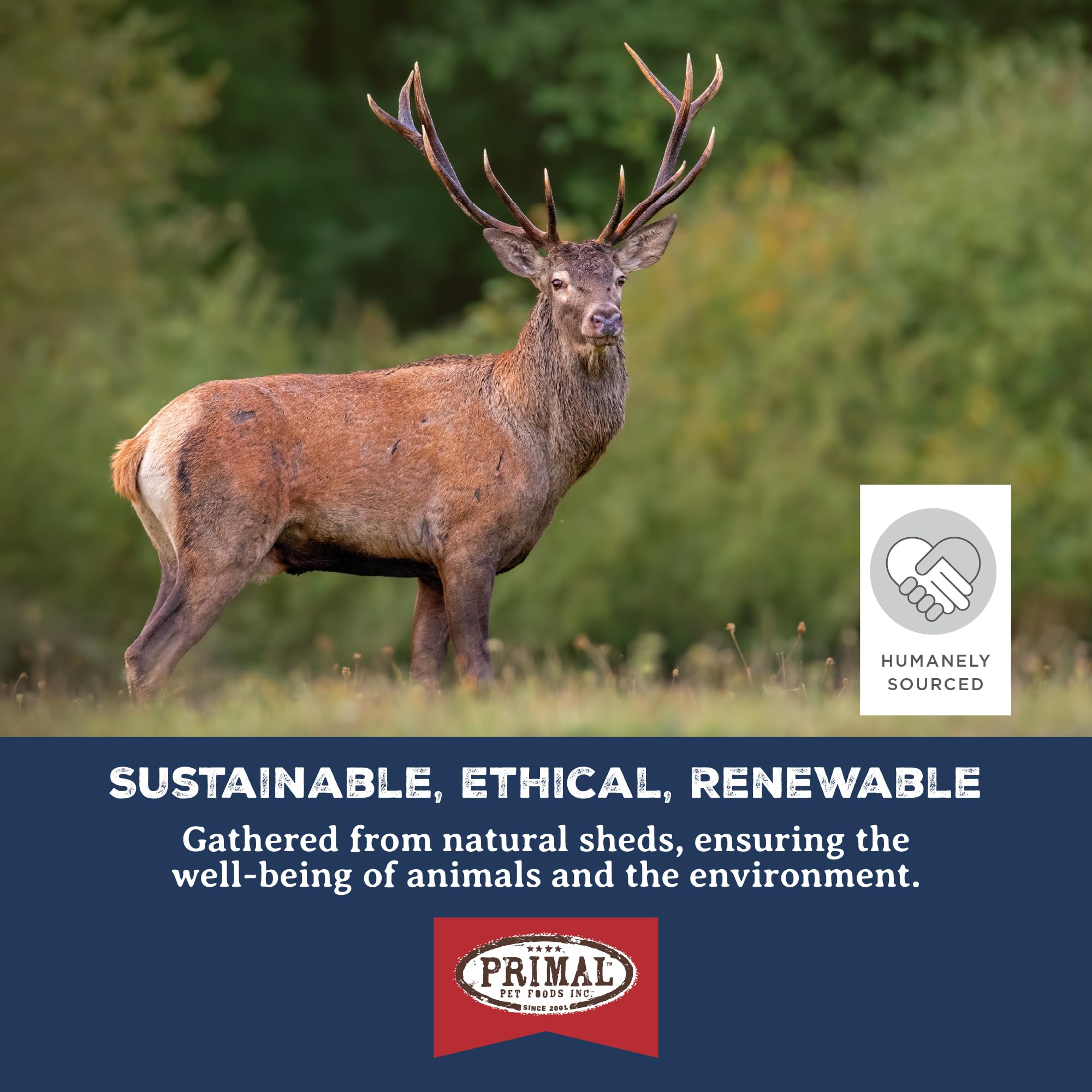 Primal Antlers odor-free natural chew showcased with natural color variation