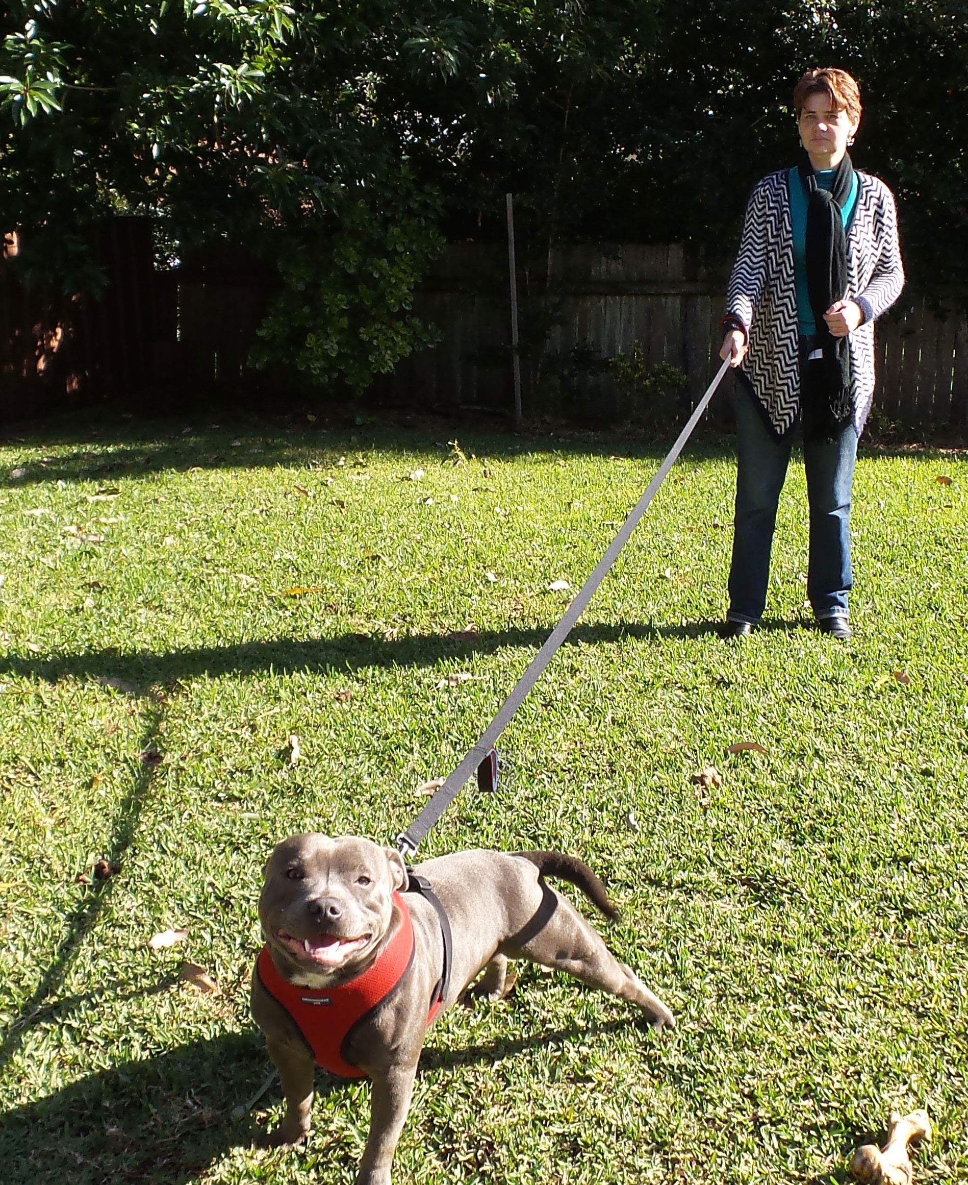 Primal Pet Gear gancho metálico fuerte mantiene a tu perro asegurado.