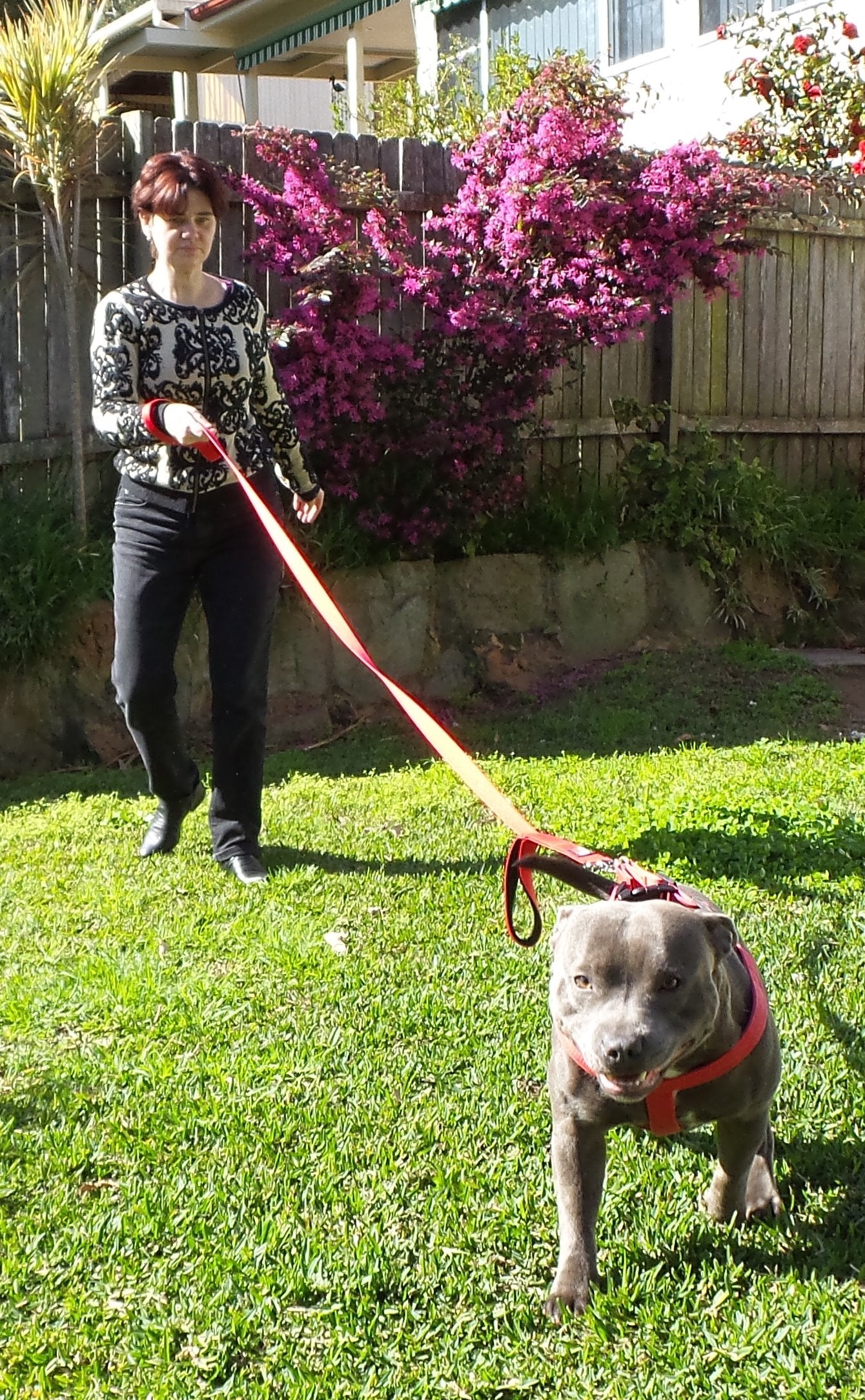 Primal Pet Gear heavy-duty nylon leash in red for daily adventures
