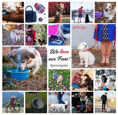 Prima Pets traffic handle close-up illustrating quick control in crowded areas