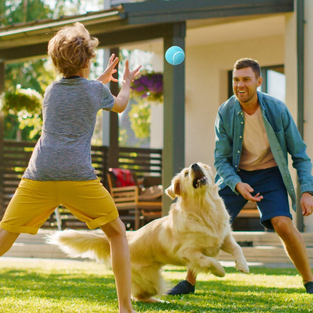 Prime Pets dog tennis balls multi-color variants improve tracking during training