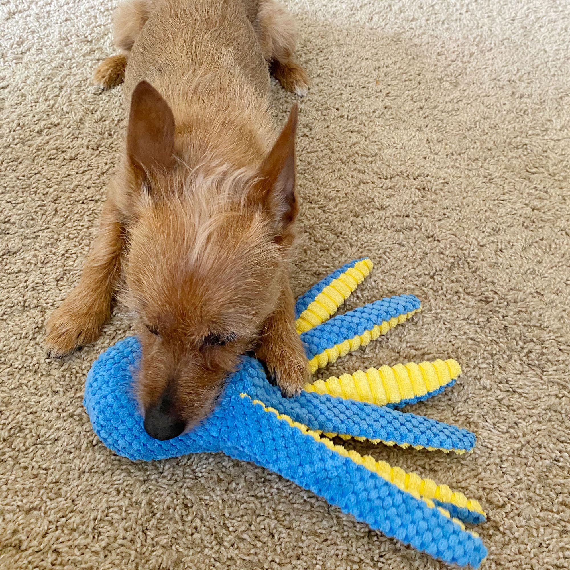 Prime Pets squeaker closeup—built-in squeaker and crinkle coating for engaging sounds that spark curiosity.