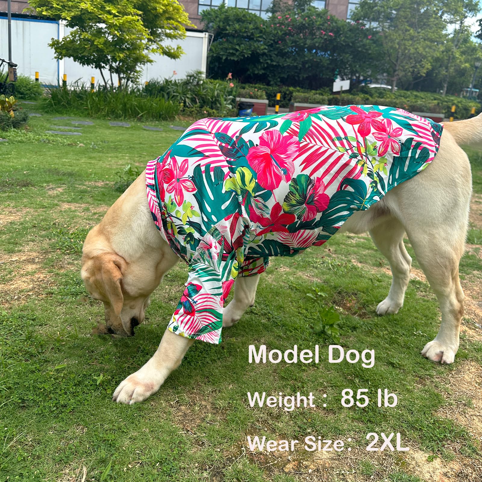PriPre dog shirt festival ready design for birthdays and photos