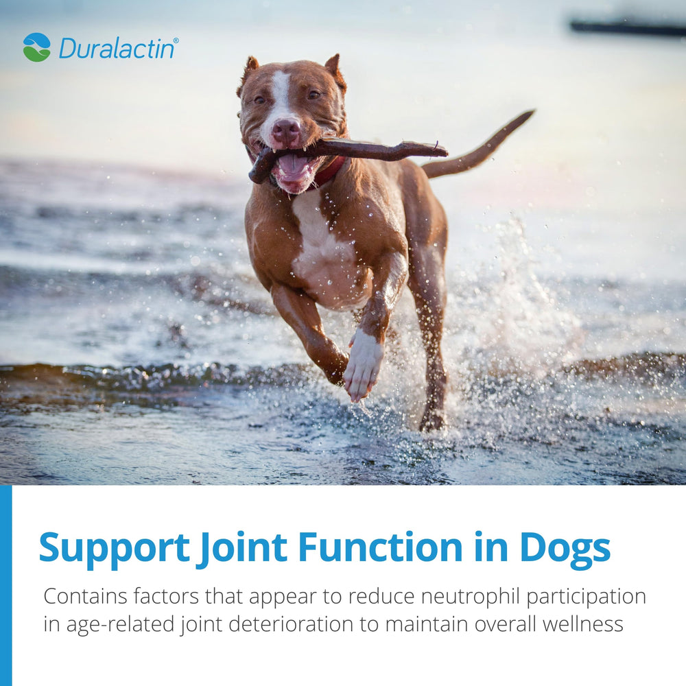 PRN Duralactin Canine Joint Plus puppy-use image emphasizes suitability for young dogs.