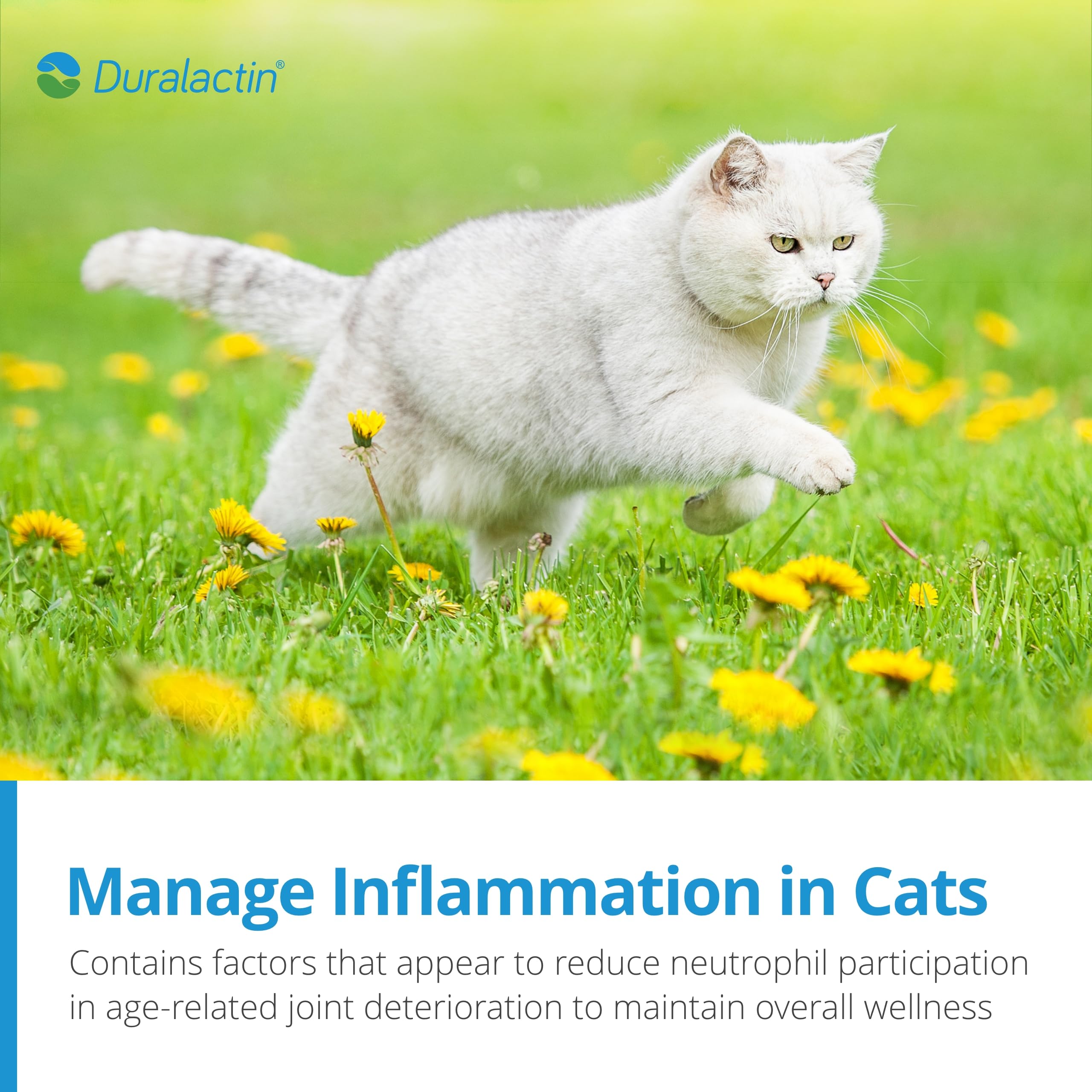 PRN Pharmacal Duralactin feline joint health and mobility in action.