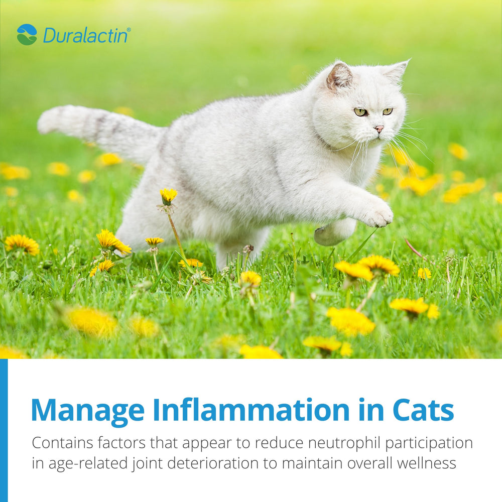 PRN Pharmacal Duralactin feline joint health and mobility in action.
