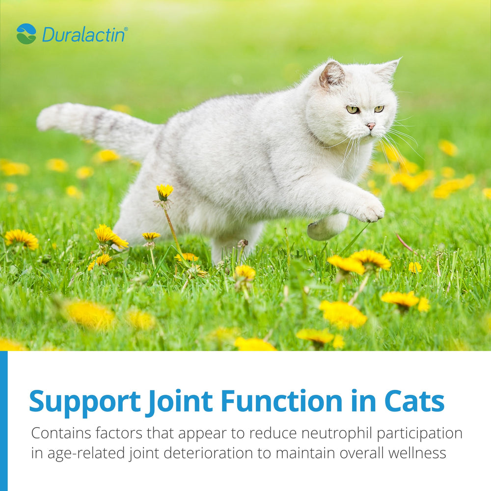PRN Duralactin feline soft chews with a playful cat for activity support