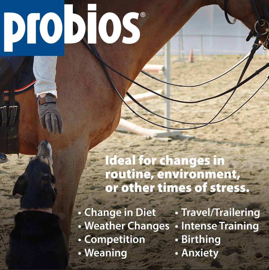 Probios pour chevaux: soutien digestif et absorption des nutriments potentiel