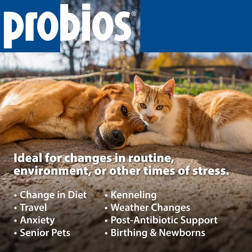 Probios dog soft chews travel-friendly pack supports digestion during trips.