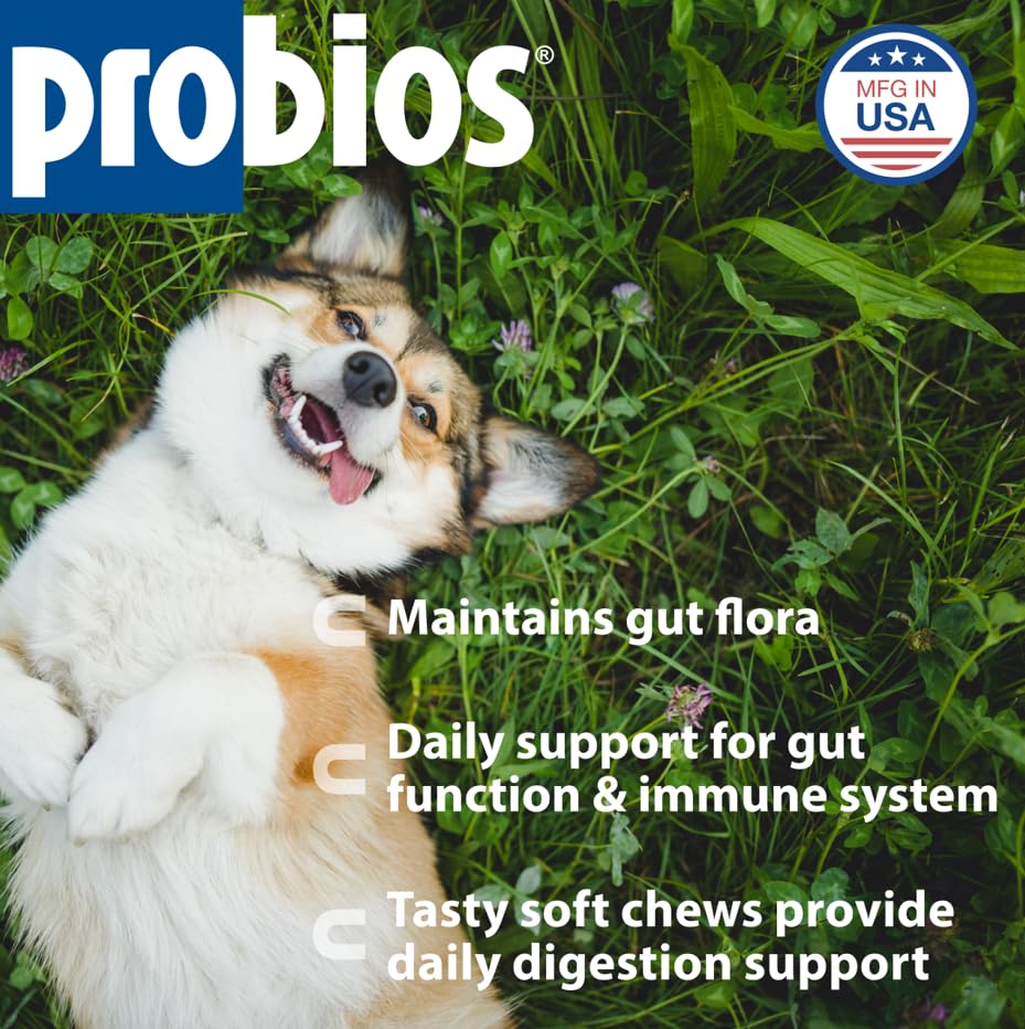 Probios Soft Chews dog chew with chicken flavor offers tasty probiotic support.