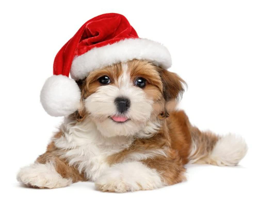 ProCover dog Santa hat red worn for holiday dress-up