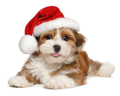 ProCover dog Santa hat red worn for holiday dress-up