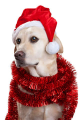 ProCover mini Santa hat red on pets during Christmas photos
