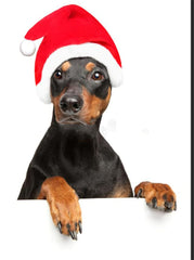 ProCover two-pack Santa hats red on pets for Christmas