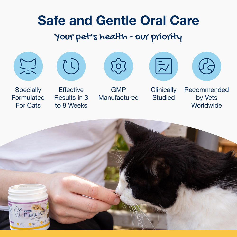 Gato usando ProDen PlaqueOff masticables diariamente