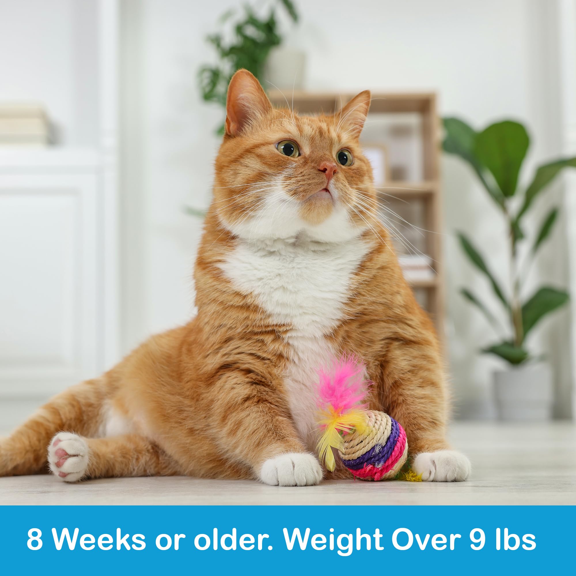 ProElobara gentle formula safe for cats with sensitive skin