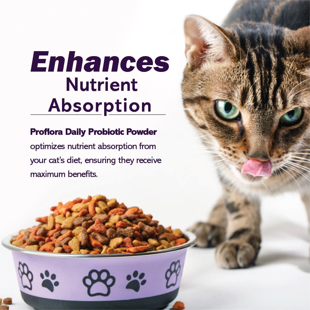 Proflora Cats probiotic in a bowl highlighting meal-time gut support
