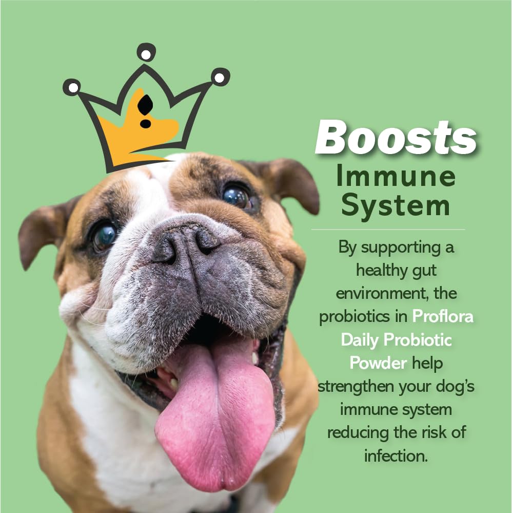 Proflora probiotic powder in dog bowl blends with meals for better digestion.