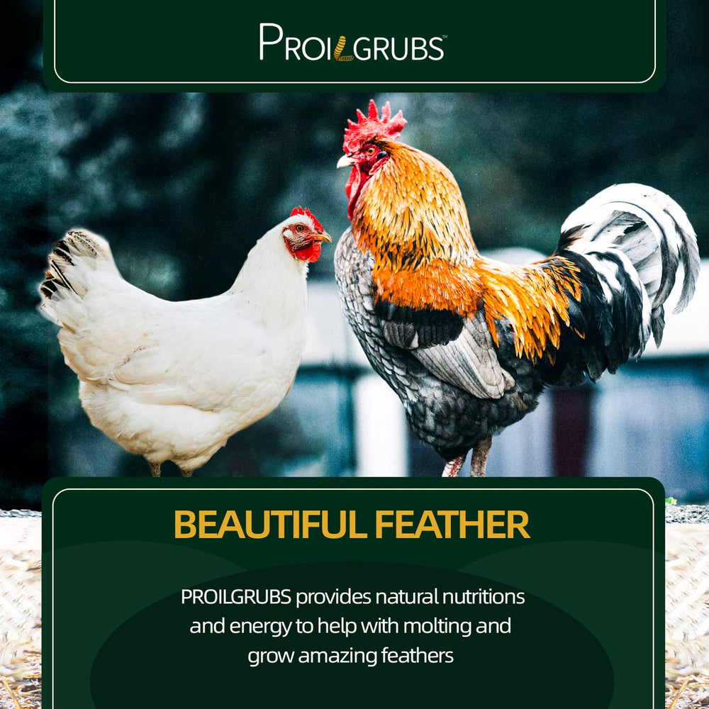 PROILGRUBS chickens treasuring BSFL as a tasty protein rich snack.