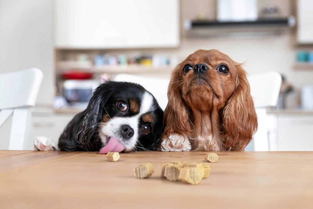 PROJECT HIVE hive dog training treats vegetarian formula supports balanced rewards