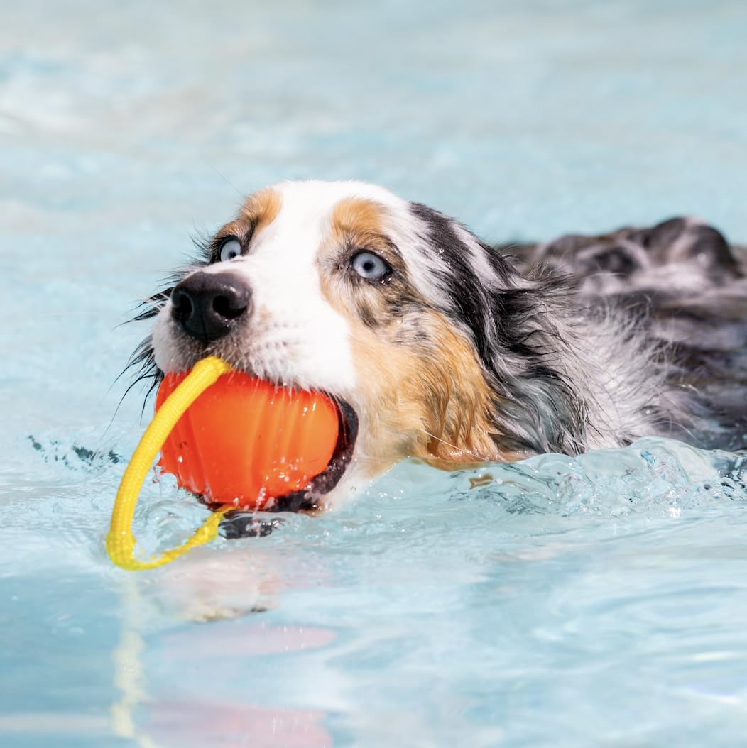 Project Hive looped dog ball orange side grip for easy carry