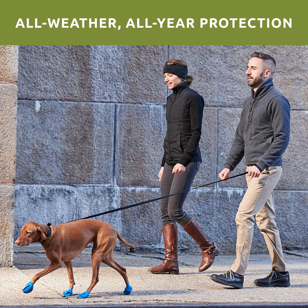 Protex PawZ waterproof dog boots on a wet, rainy-day walk for dry paws.