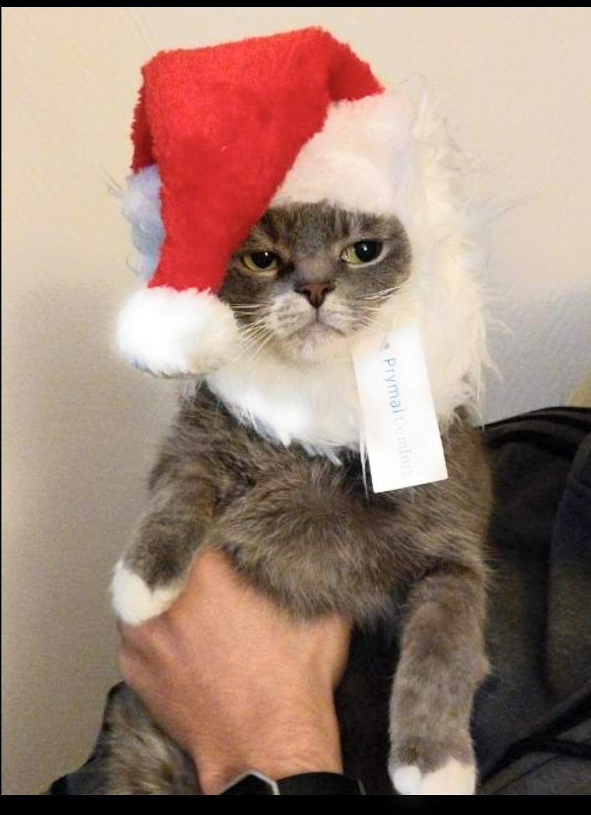 Prymal Comfort Santa Cat Costume closeup of plush fabric quality.
