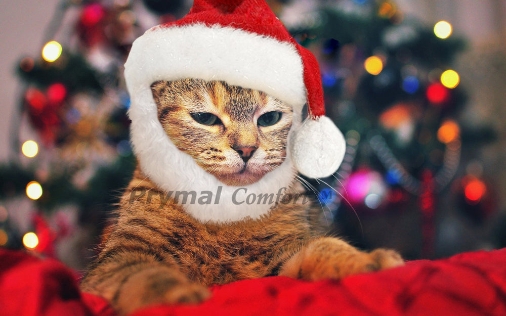 Prymal Comfort Santa Cat Costume cat posing in holiday photo moment.