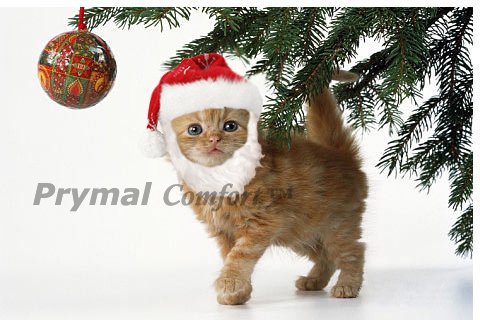 Prymal Comfort Santa Cat Costume chin-velcro closure for secure wear.