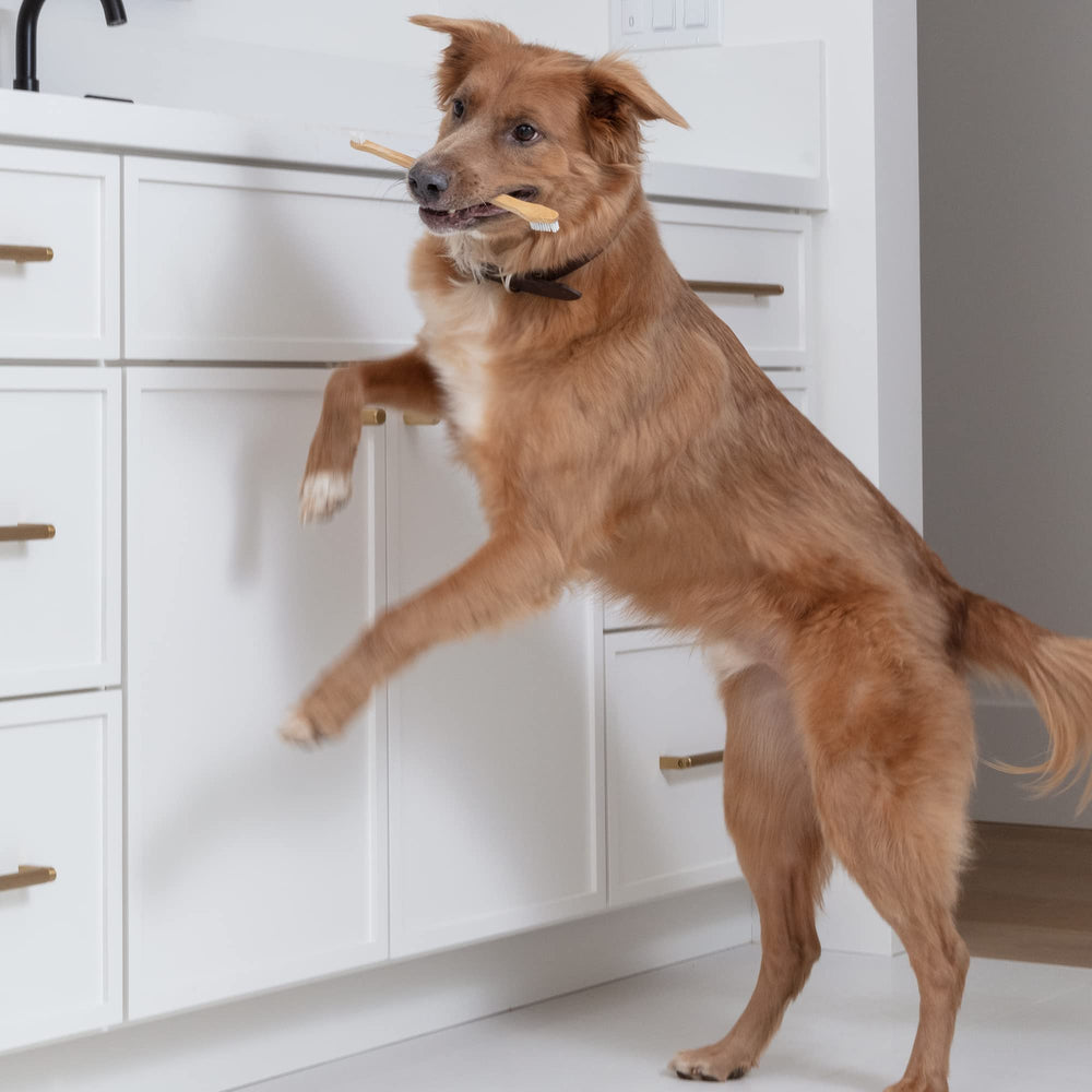 Prymal Pets durable brush with eco-friendly handle stands up to daily use.