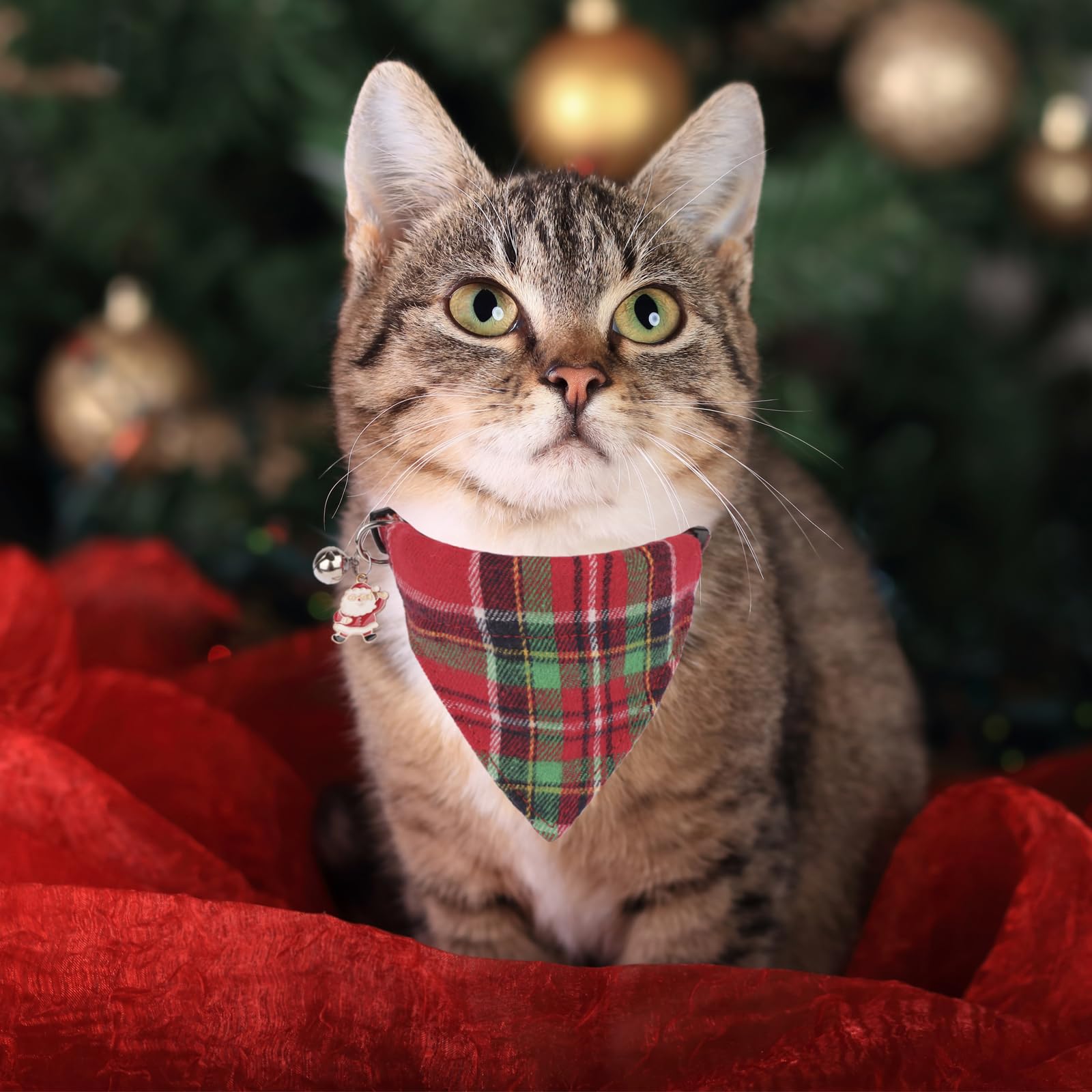 PTDECOR breakaway buckle on cat collar ensures safe daily wear