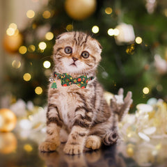 PTDECOR breakaway buckle cat collar designed for safety during play