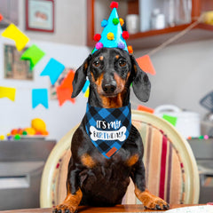 PTDECOR dog birthday scarf blue plaid worn by dog to showcase celebration