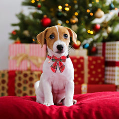 PTDECOR durable buckle and D-ring for quick leash attachment