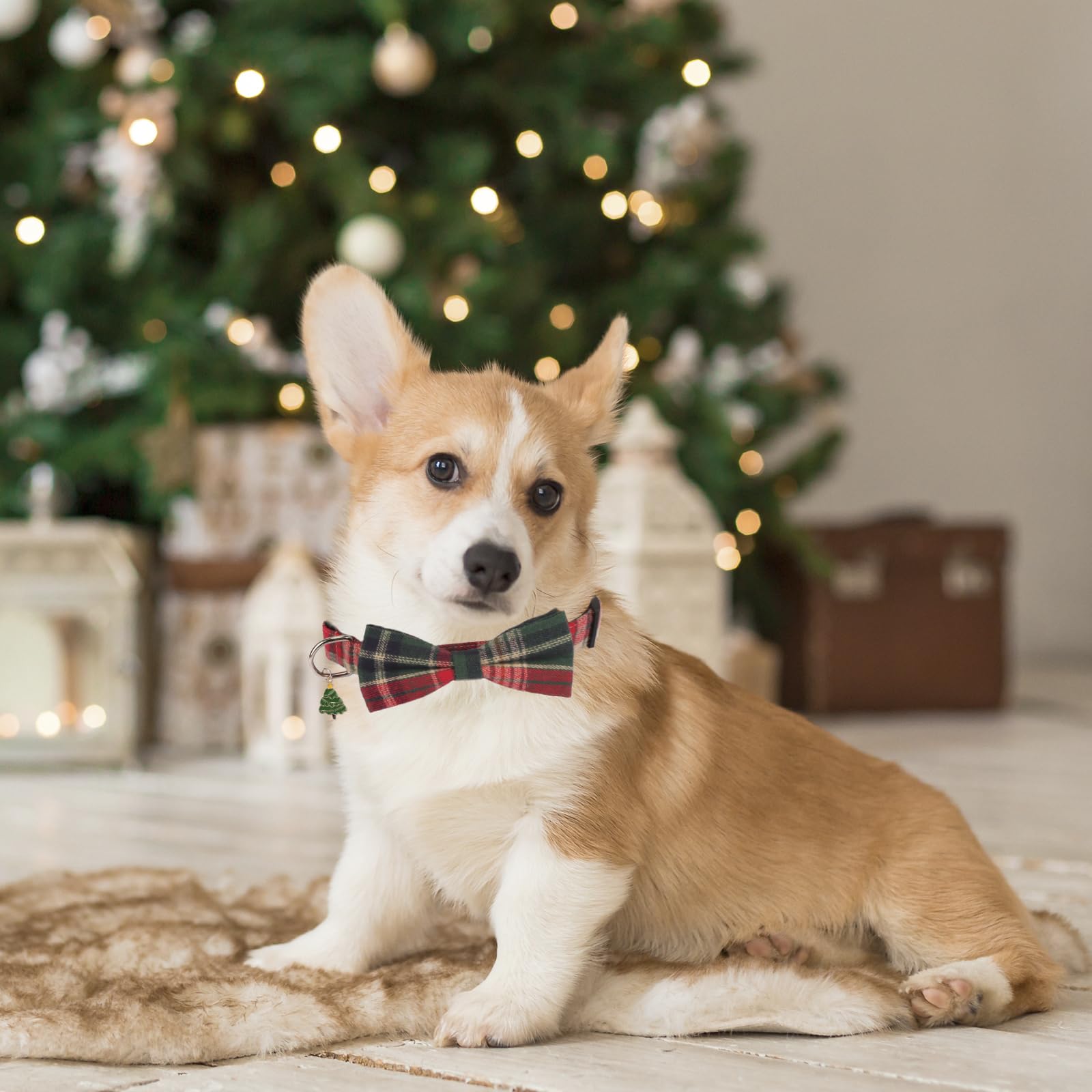 PTDECOR durable buckle and D-ring for secure tag and leash.
