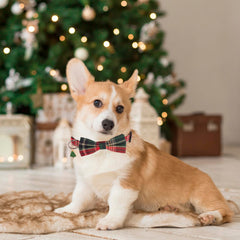 PTDECOR durable buckle and D-ring for secure tag and leash.
