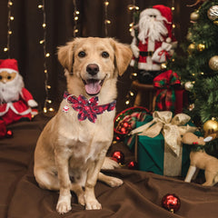 PTDECOR removable flower attachment collar for seasonal styling