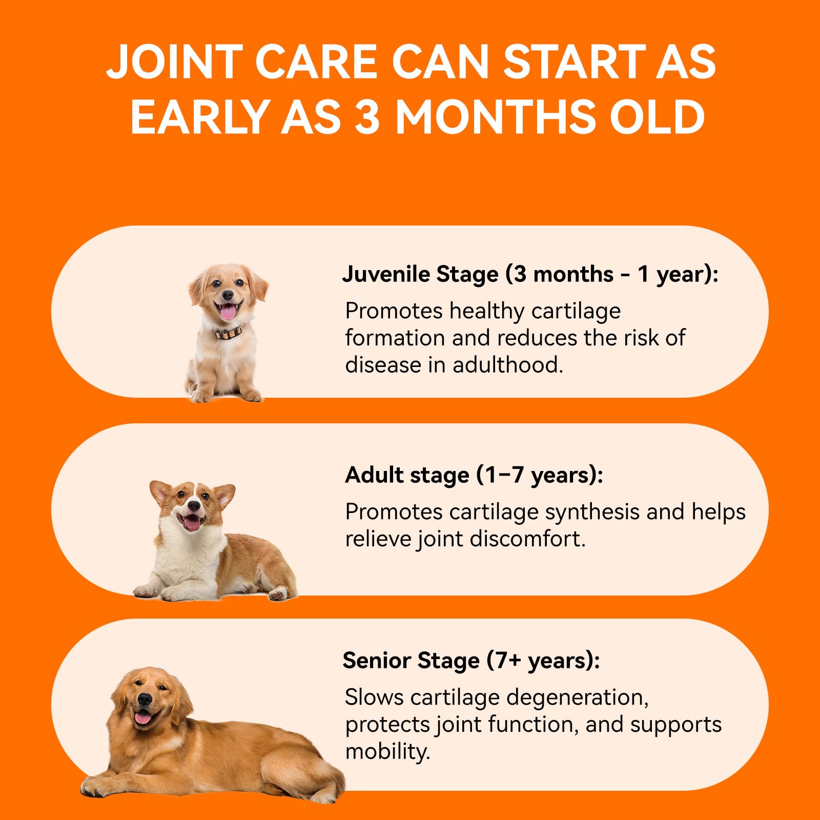 PUAINTA pet-health-senior-care image hints at aging-pet joint comfort and activity.