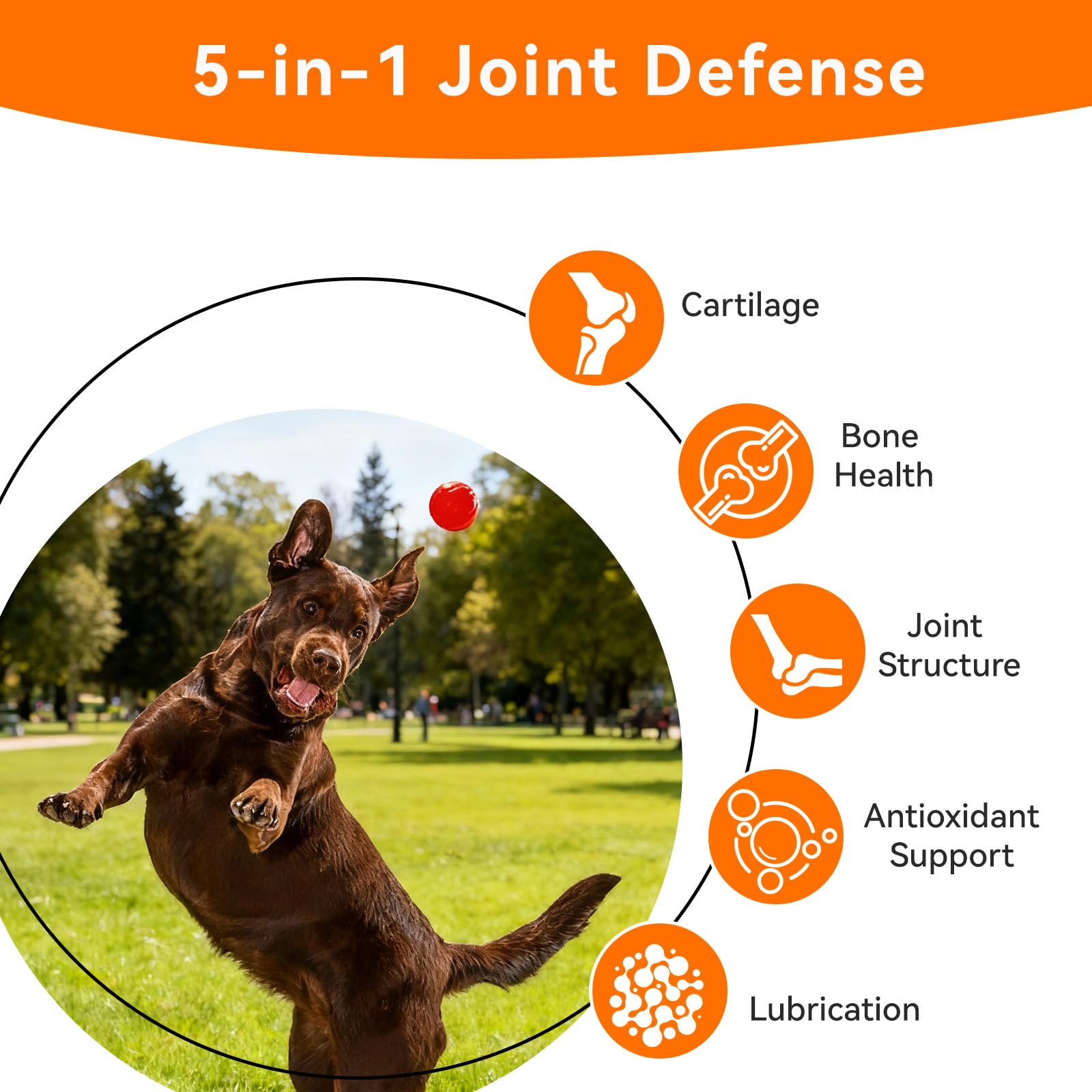 PUAINTA USA-made-vet-recommended label signals trusted, high-quality pet supplement.
