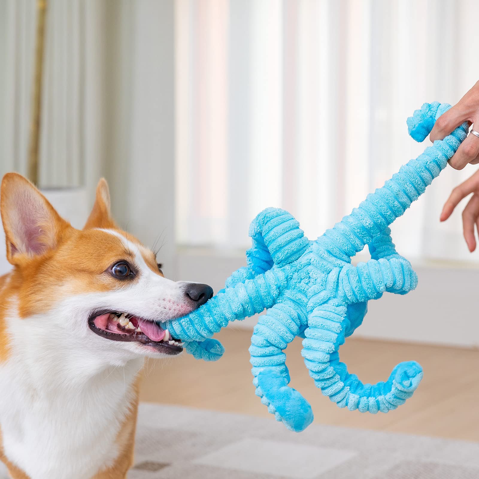 Pubialo Octopus Tug tug-of-war action demonstrates long-lasting chew