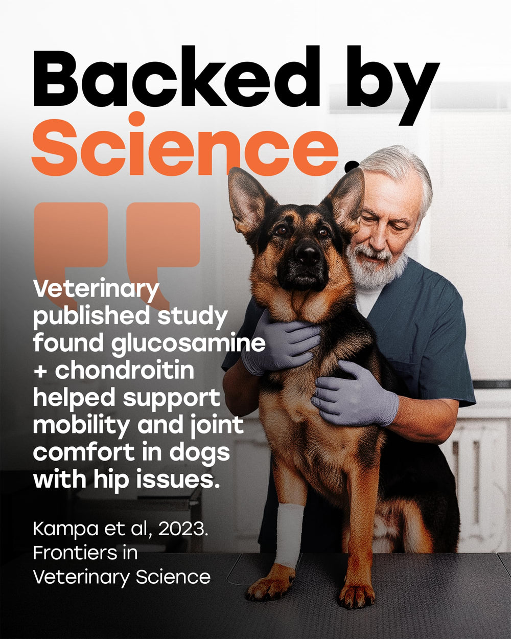 Pup Choice senior dog active-life boost image suggests promoting movement and comfort.