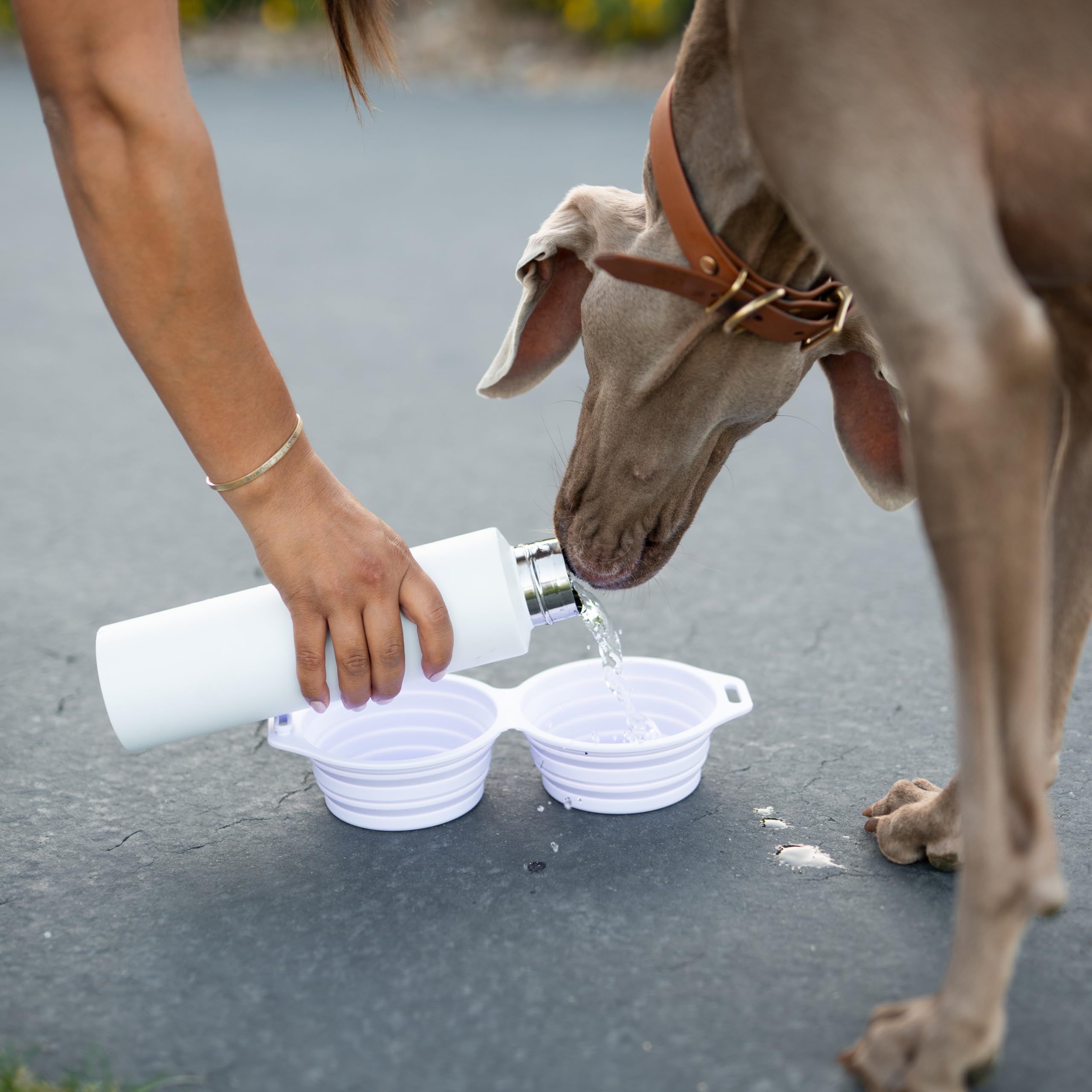Pup Culture collapsible bowls tucked into camping gear for space-conscious travelers