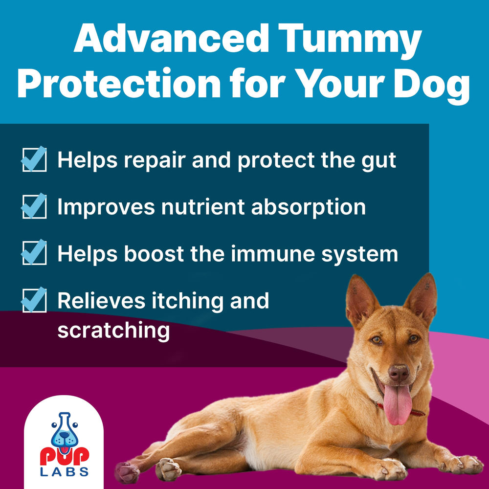 Pup Labs Belly Bliss topper on dry food supports daily digestion.