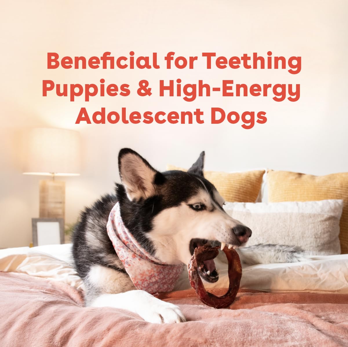 Pupford Bully Stick Rings low-odor formula for convenient treats.