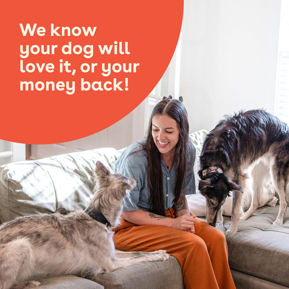 Happy dog enjoying Pupford Crunchies, a wholesome snack for the family.
