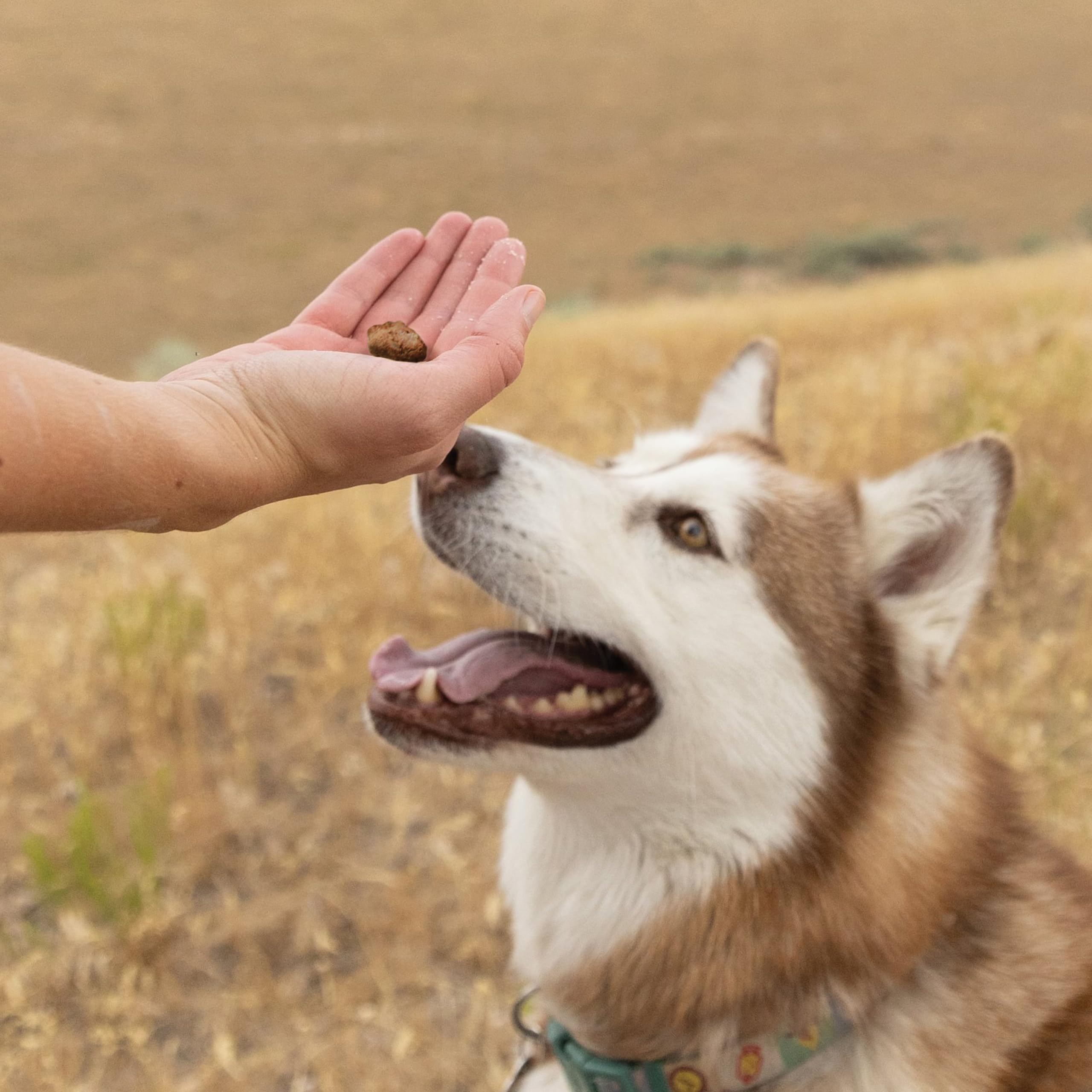 Pupford Crunchies offer Pupford Crunchies a healthier alternative to traditional biscuits in a dog-safe bite.
