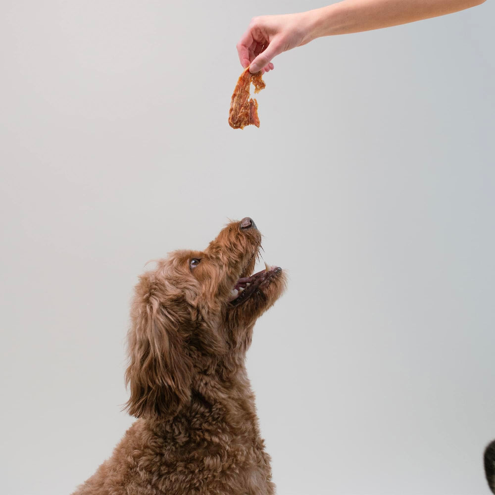 Pupford Crunchy Jerky chicken puppy training – supports simple training sessions.