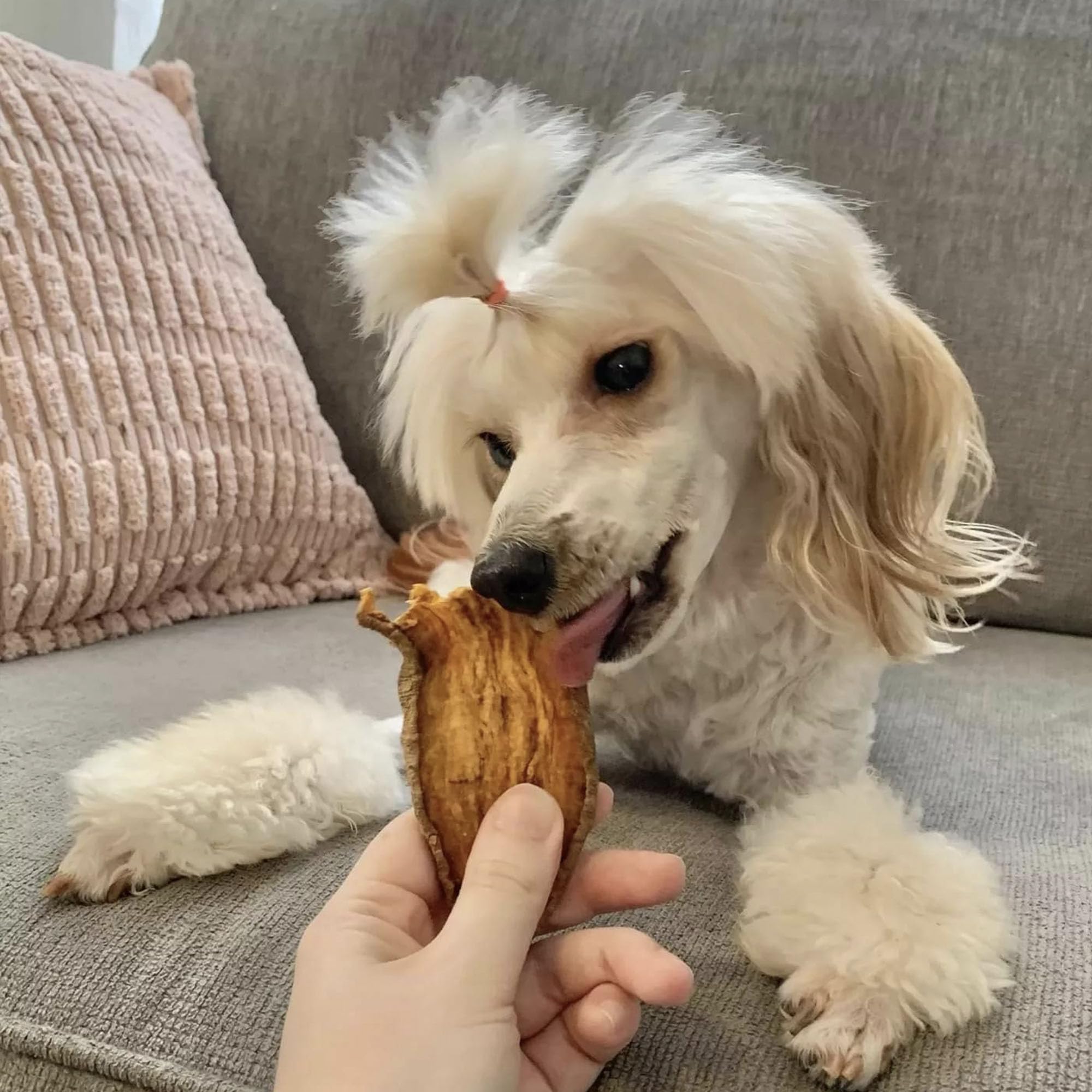 Pupford Crunchy Jerky Treats in hand, showing irresistible aroma and texture.