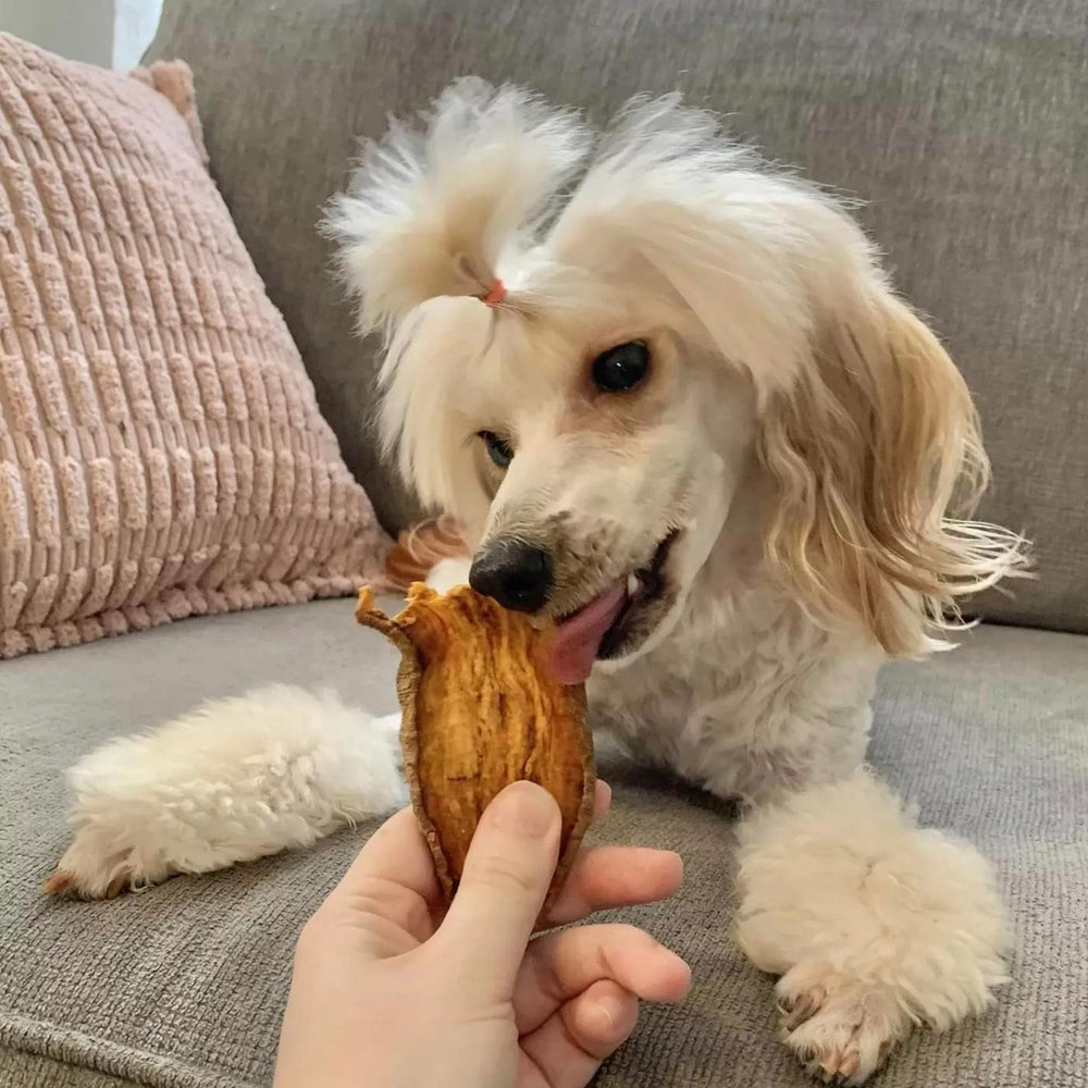 Pupford Crunchy Jerky Treats in hand, showing irresistible aroma and texture.