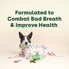 Pupford dental chews dog chewing scene highlights enjoyable texture and routine support
